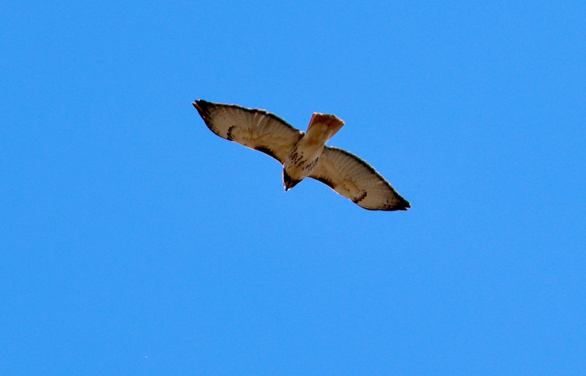 Red-tailed Hawk - ML645746751
