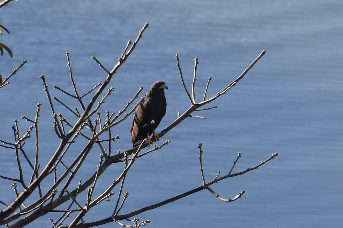 Common Black Hawk - ML645746758