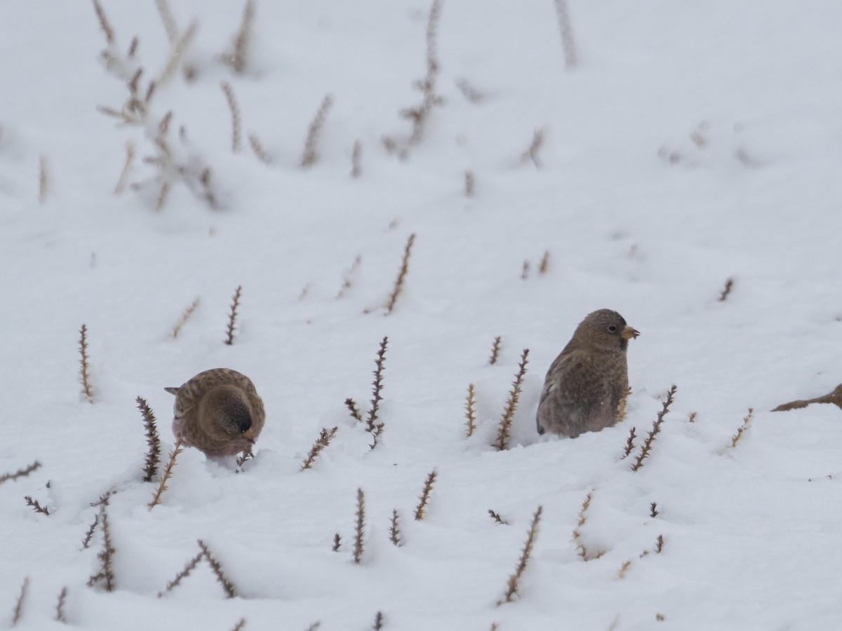 pěnkavice coloradská - ML645746759