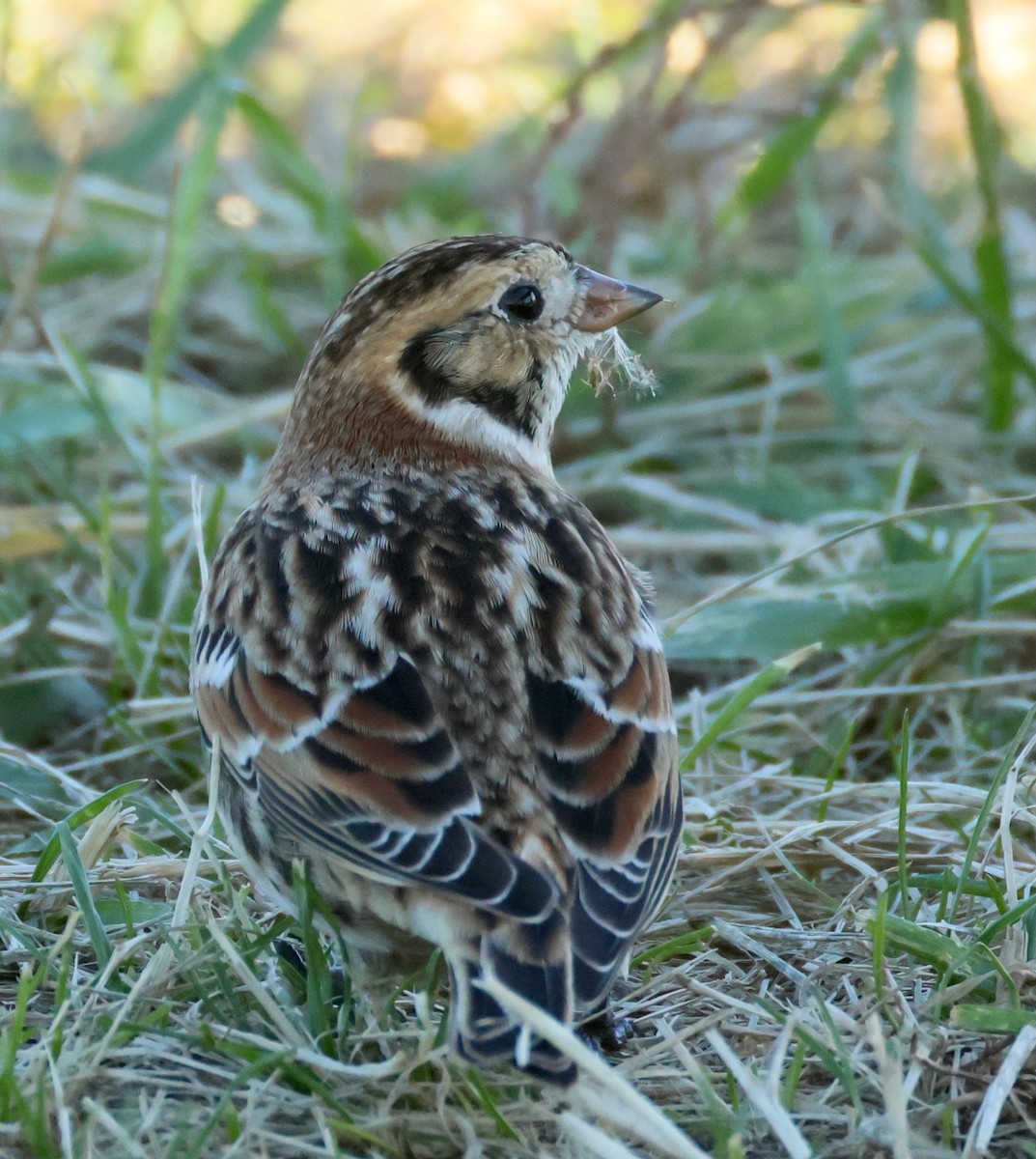 Lapland Longspur - ML645746761