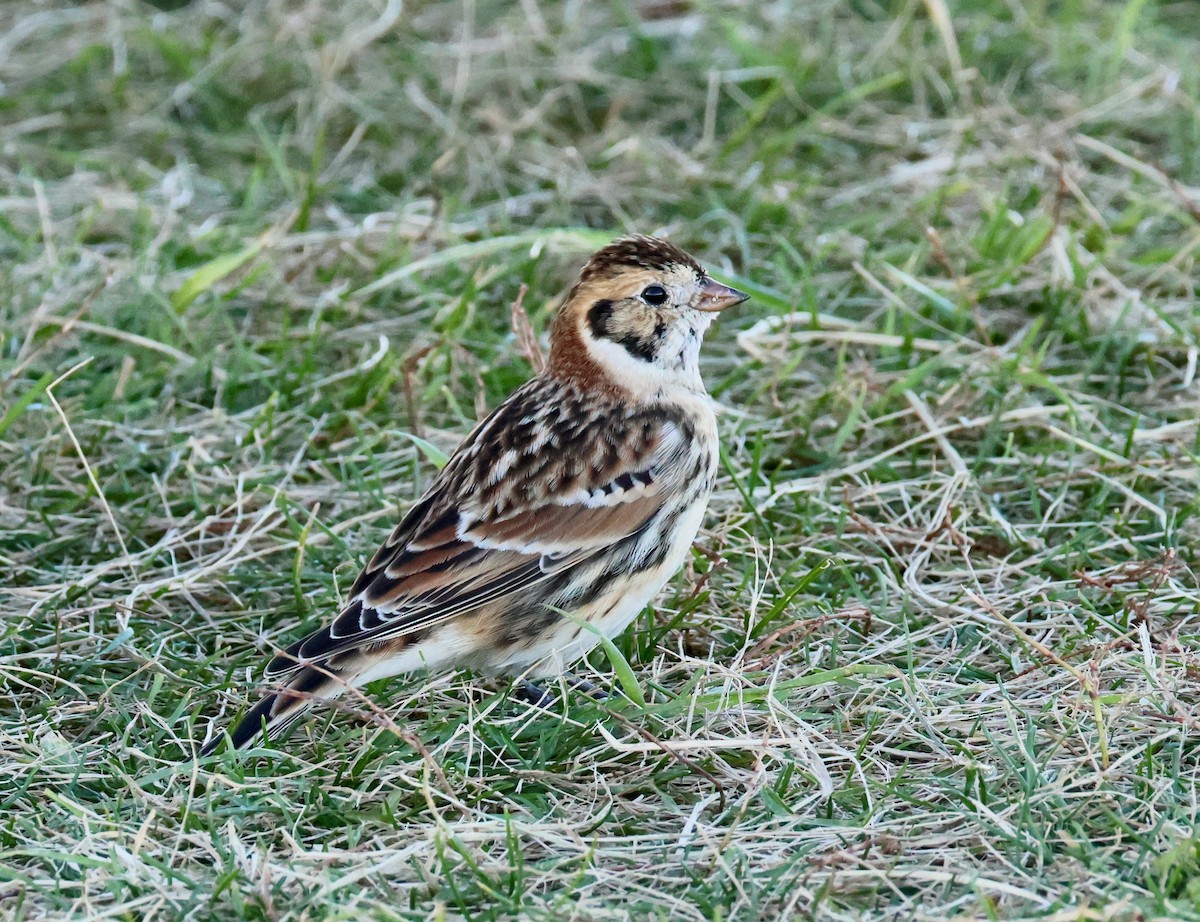 Lapland Longspur - ML645746764