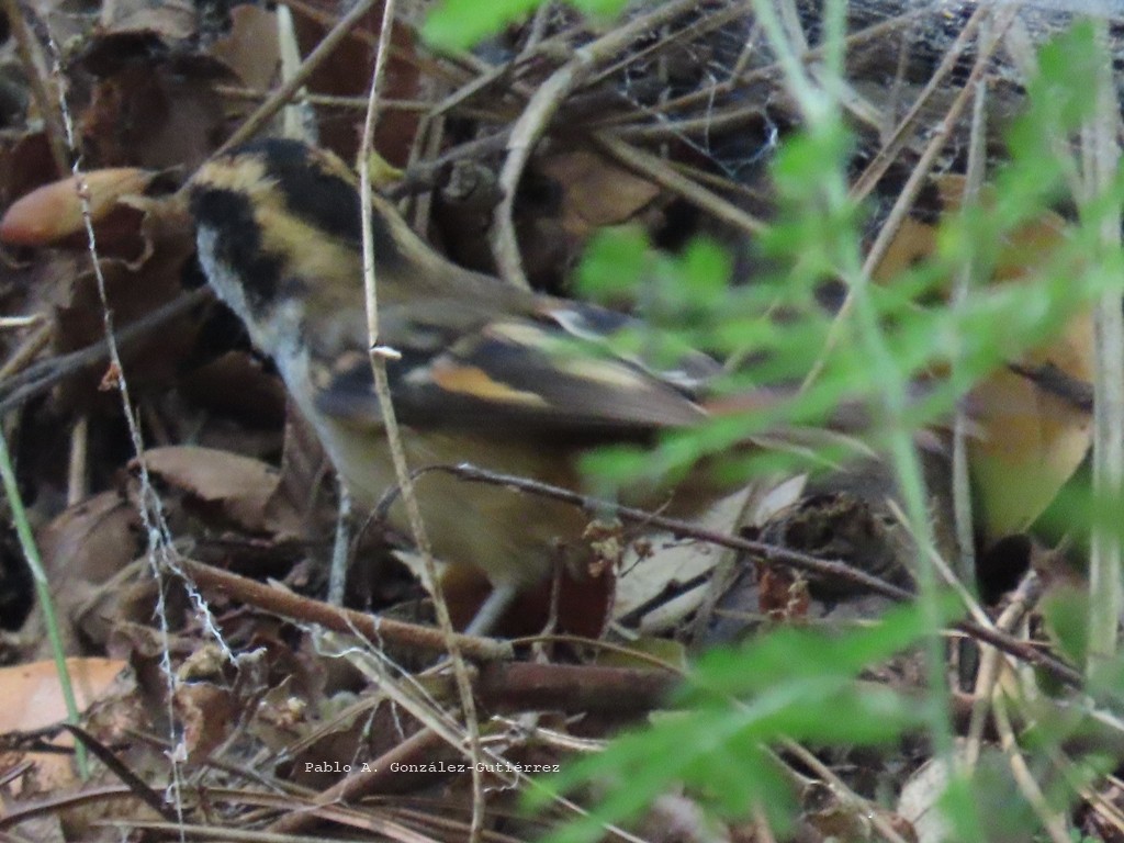 Thorn-tailed Rayadito - ML645746770