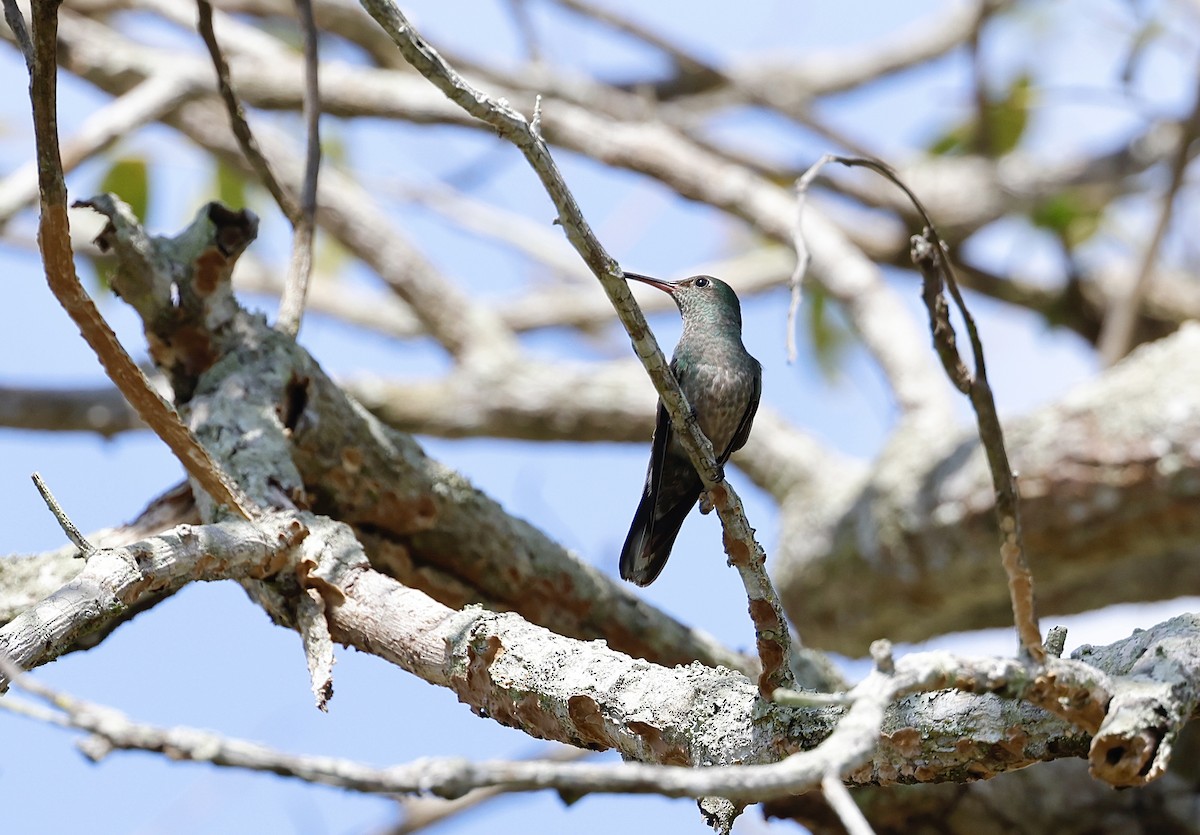 Чешуйчатогрудый саблекрыл - ML645746774