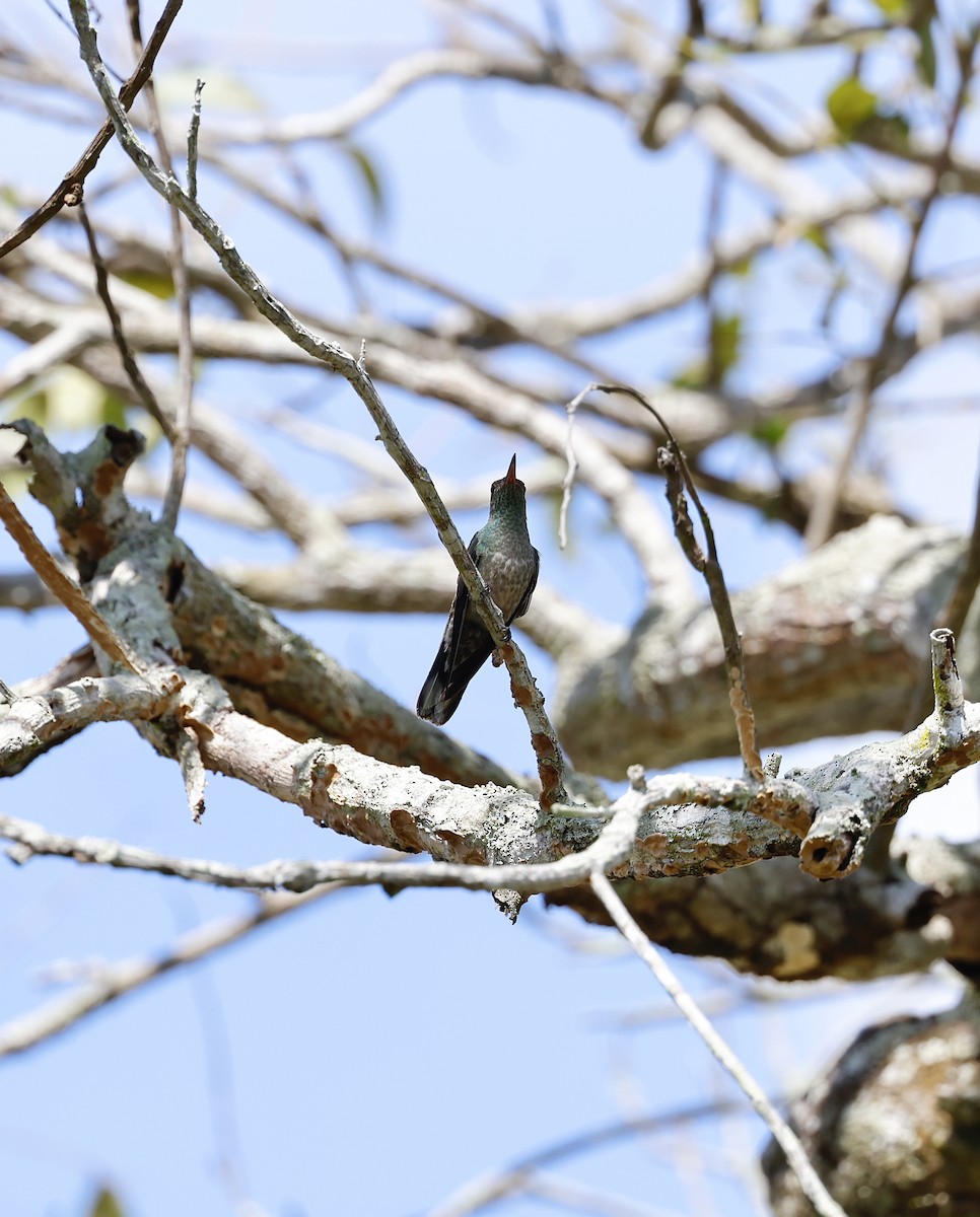 Чешуйчатогрудый саблекрыл - ML645746775