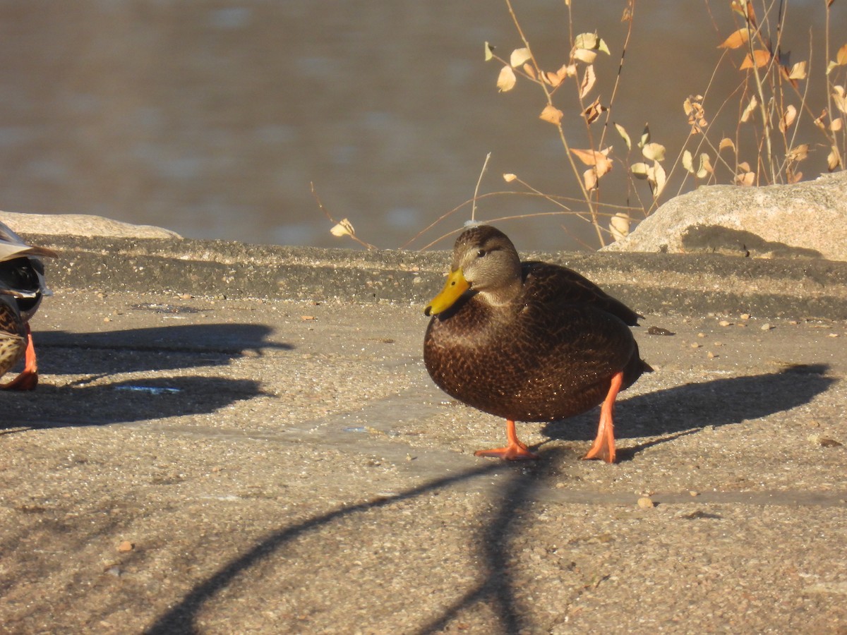 American Black Duck - ML645746787