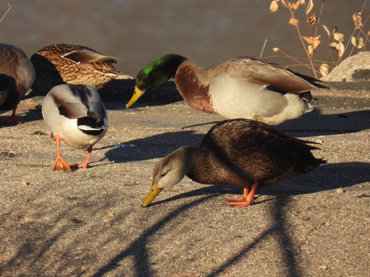 American Black Duck - ML645746790