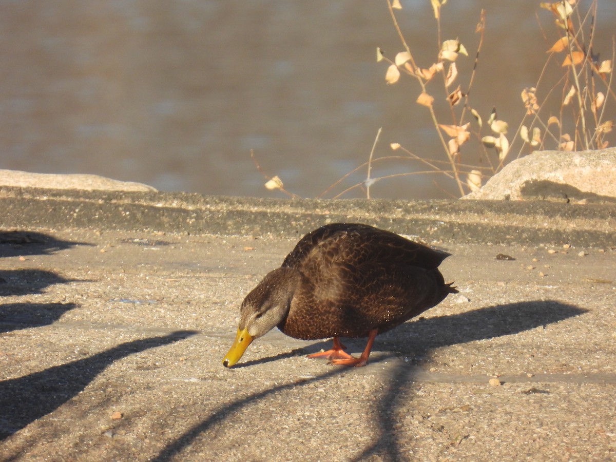 American Black Duck - ML645746791