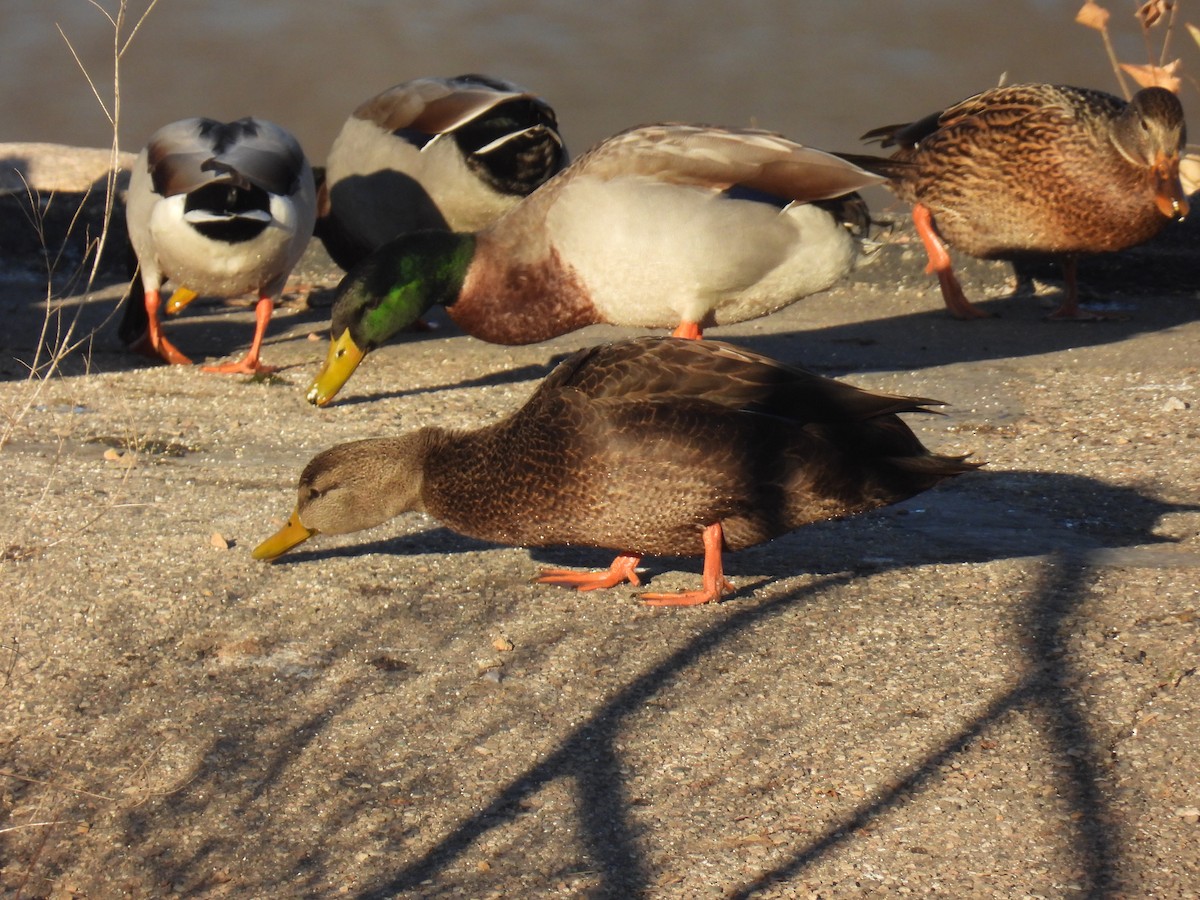 American Black Duck - ML645746793