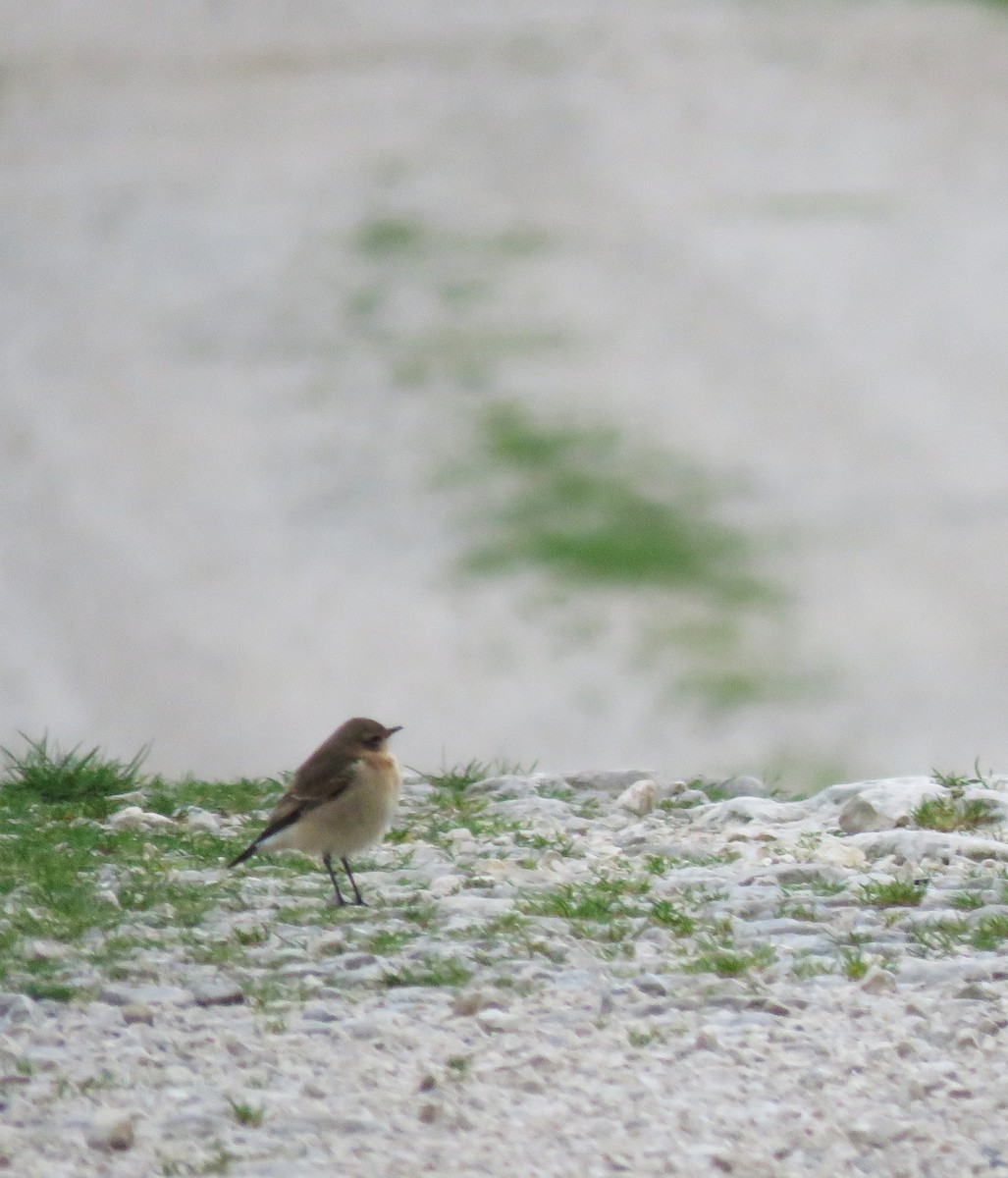 Northern Wheatear - ML645746800