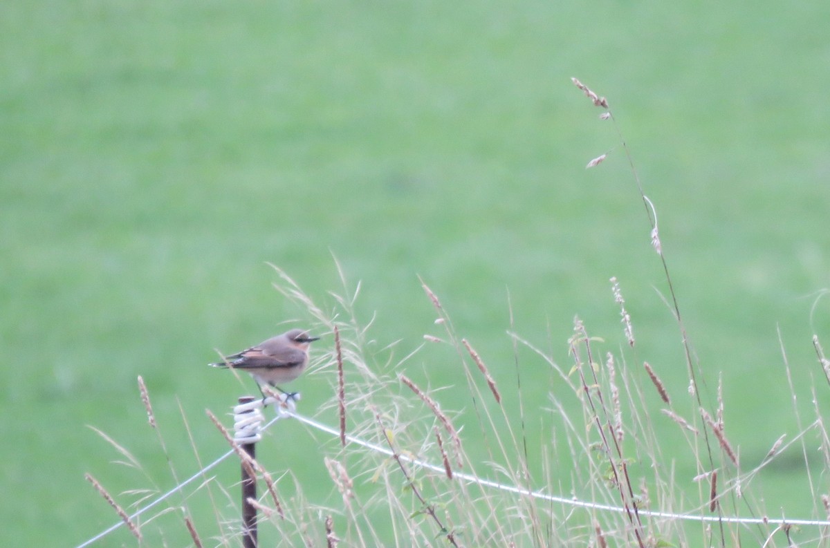 Northern Wheatear - ML645746801