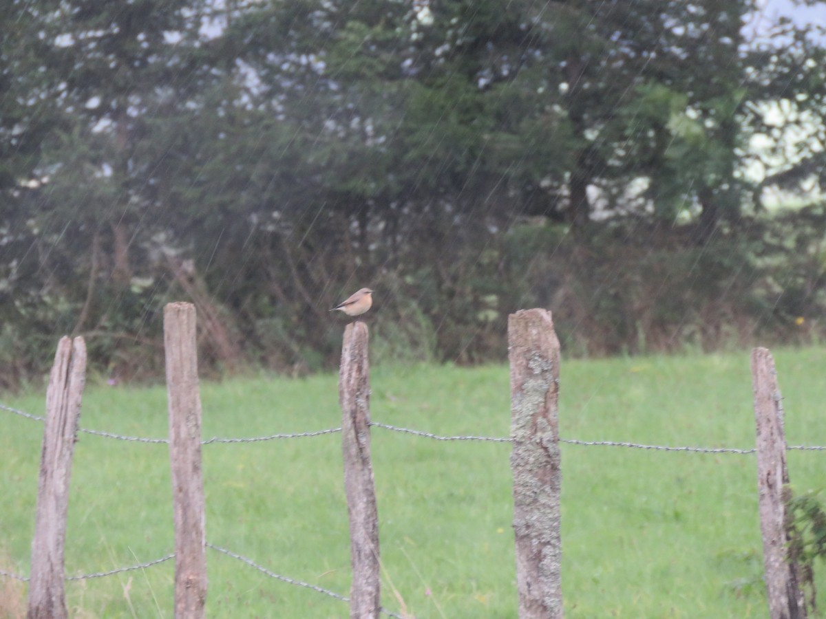 Northern Wheatear - ML645746802