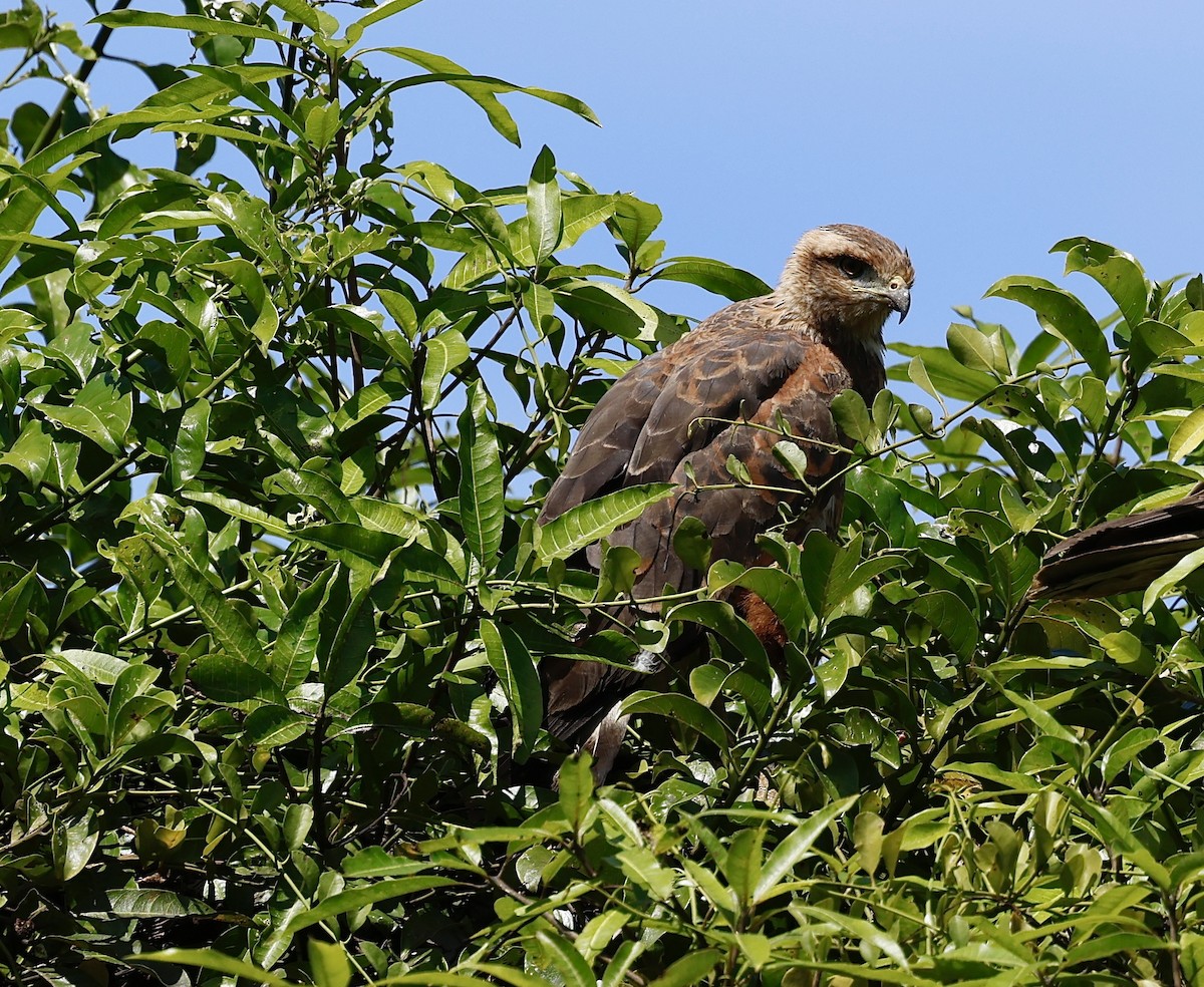 Busardo Sabanero - ML645746822