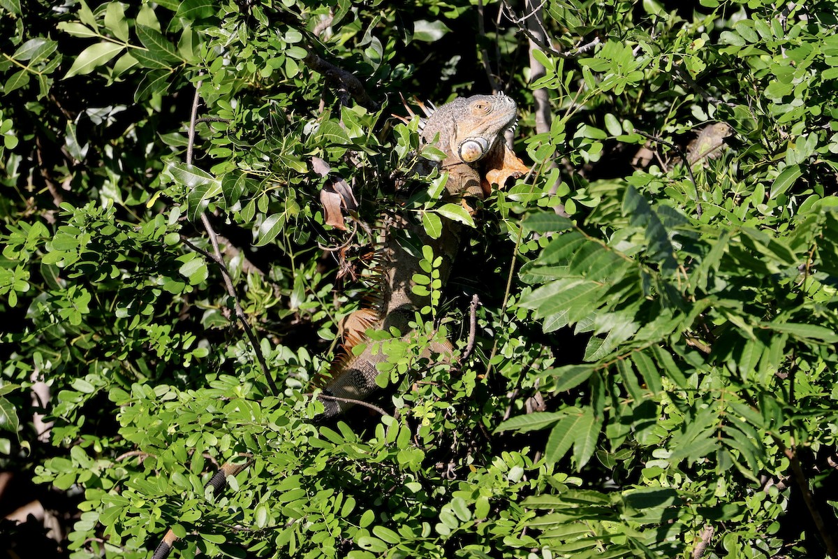 Green Iguana - ML645746833