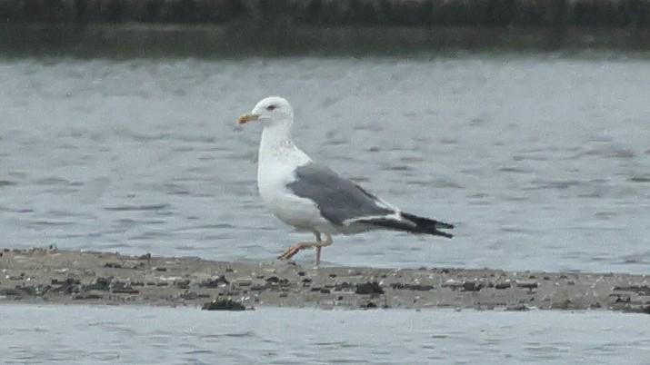 Lesser Black-backed Gull (taimyrensis) - ML645746835