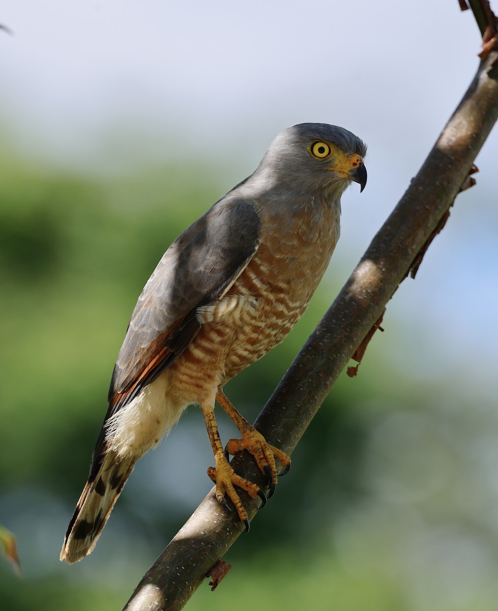 káně krahujová - ML645746838