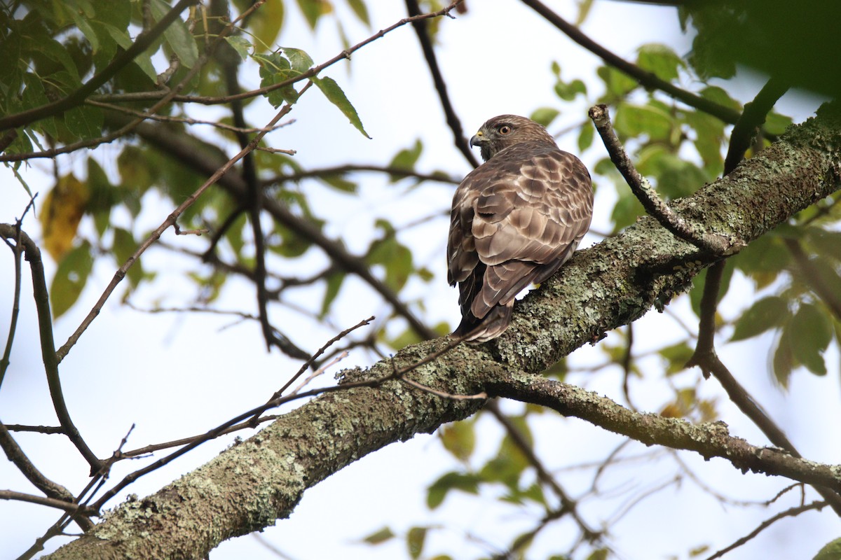 Broad-winged Hawk - ML645746861