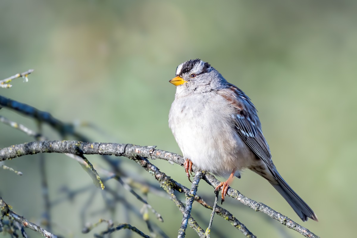 גיבתונית לבנת-כיפה - ML645746865