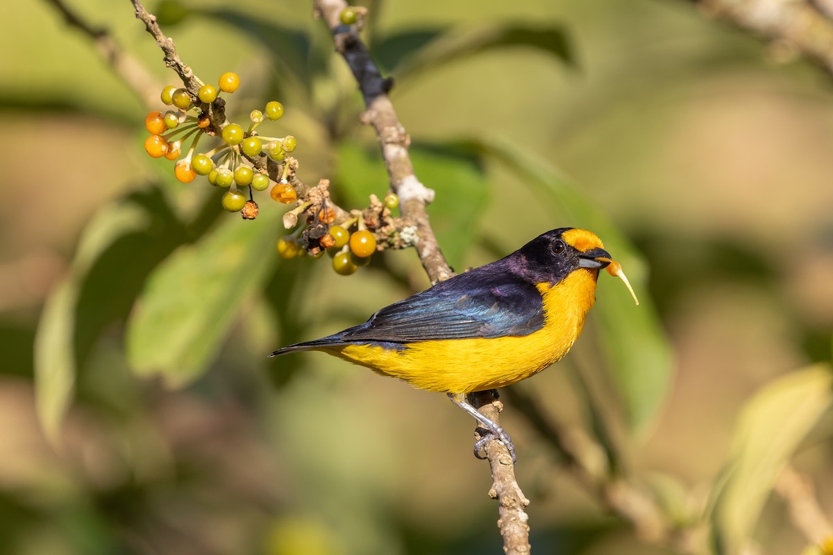 Violaceous Euphonia - ML645746887