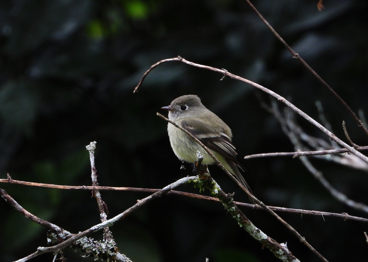 Hammond's Flycatcher - ML645746894