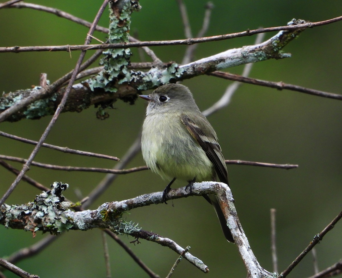 Hammond's Flycatcher - ML645746895