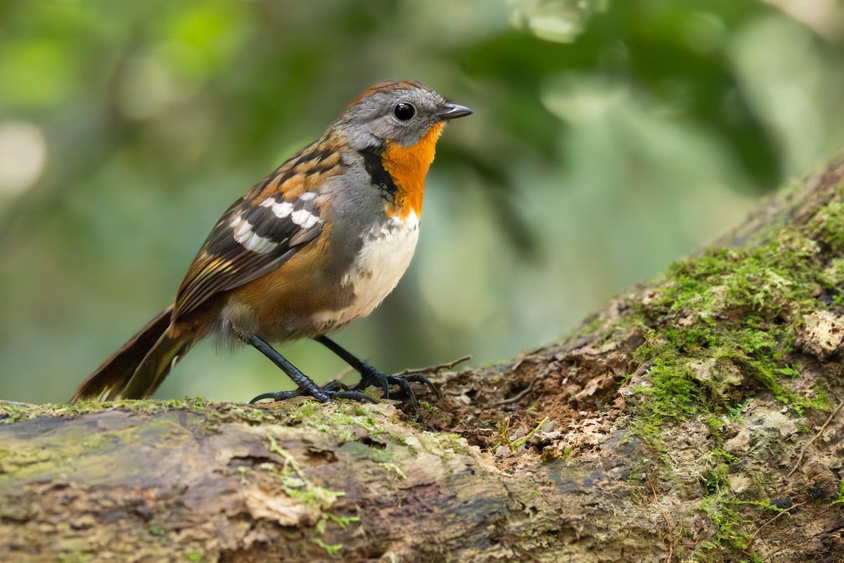 Australian Logrunner - ML645746904