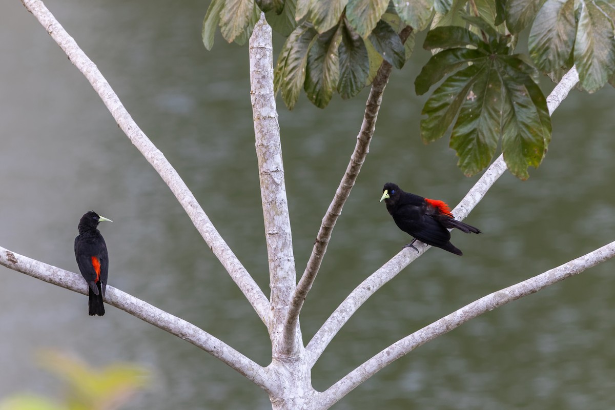 Red-rumped Cacique - ML645746909