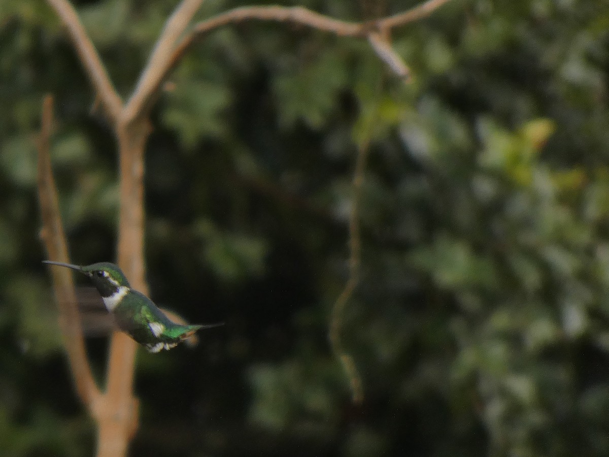 White-bellied Woodstar - ML645746912