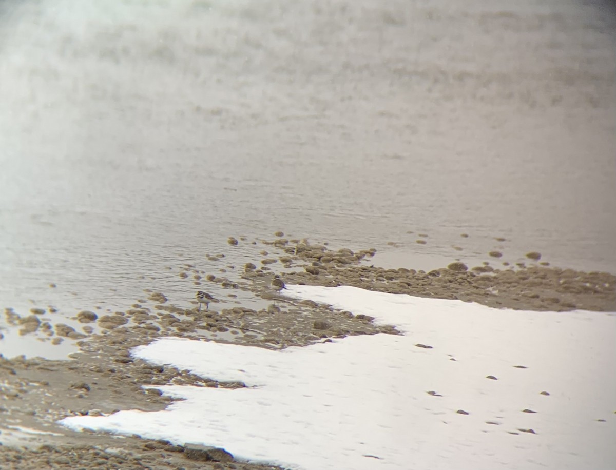 Killdeer - ML645746916