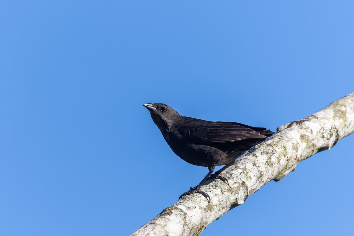 Shiny Cowbird - ML645746921