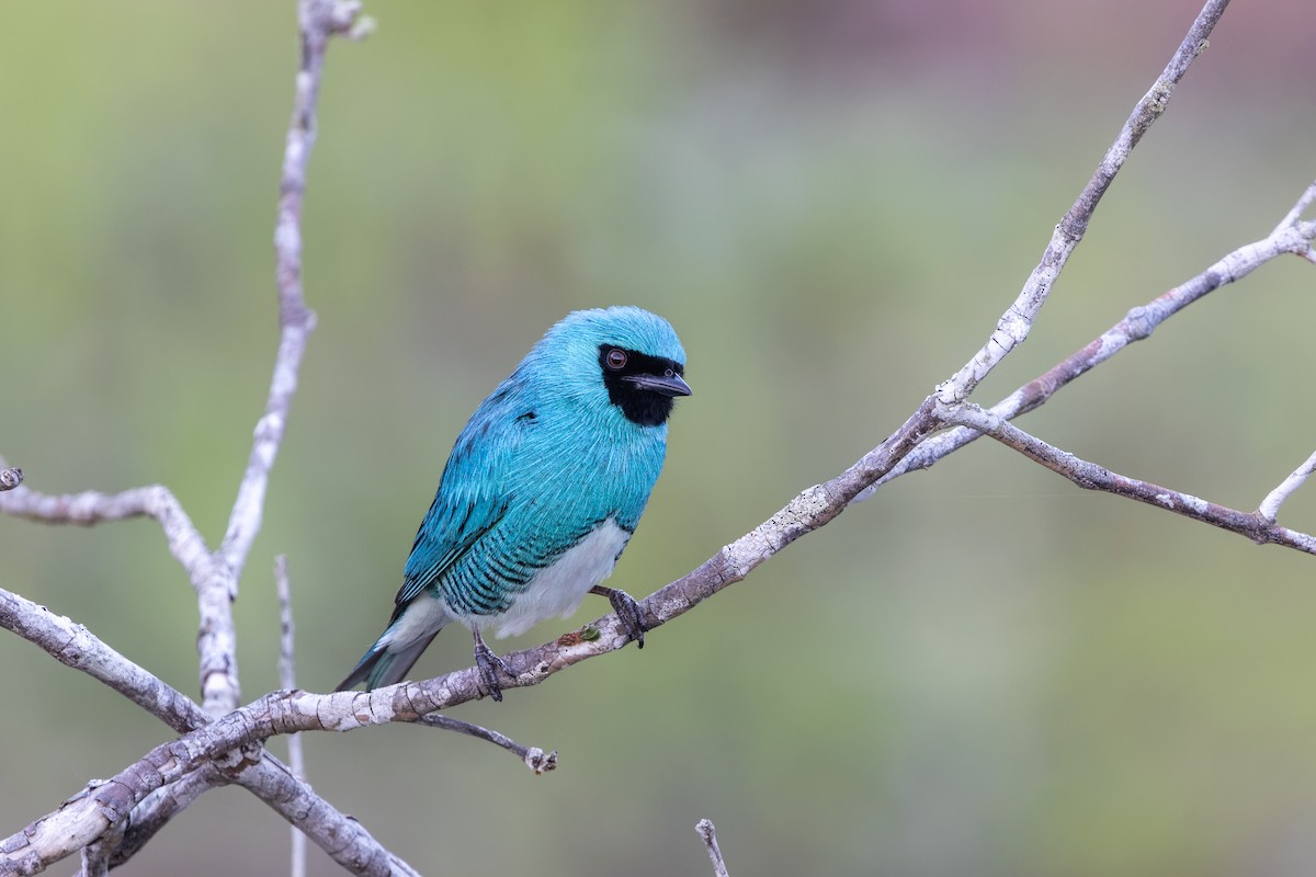 Swallow Tanager - ML645746926