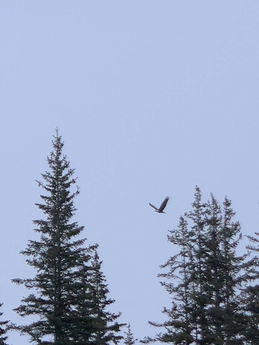 Bald Eagle - ML645746928