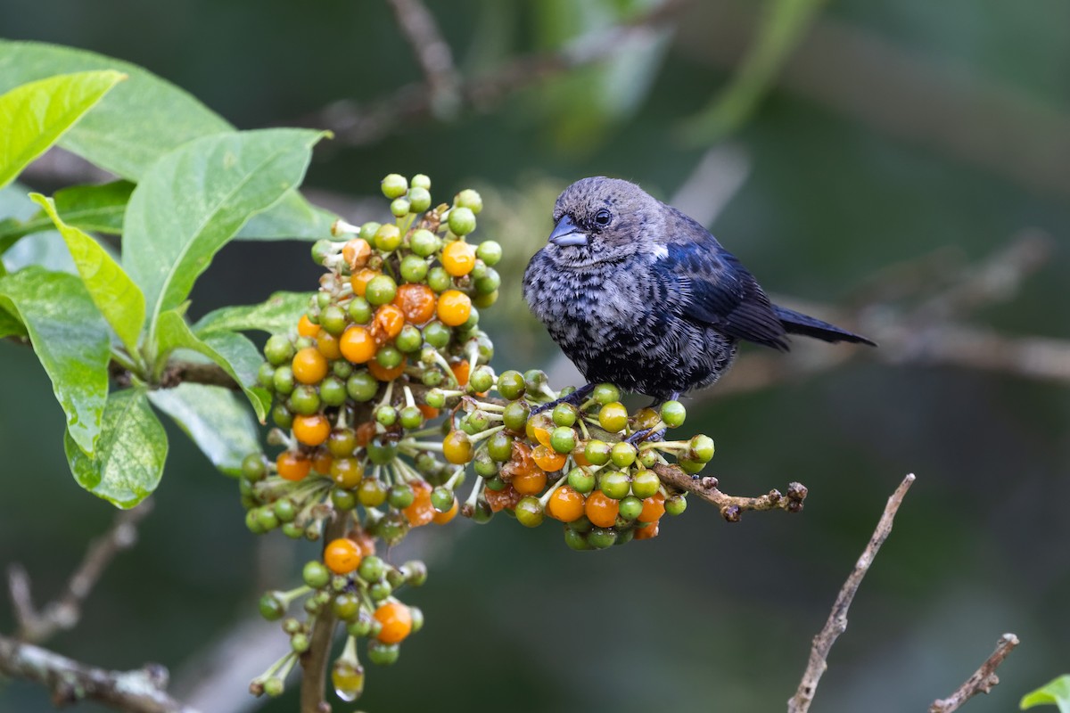 Blue-black Grassquit - ML645746931