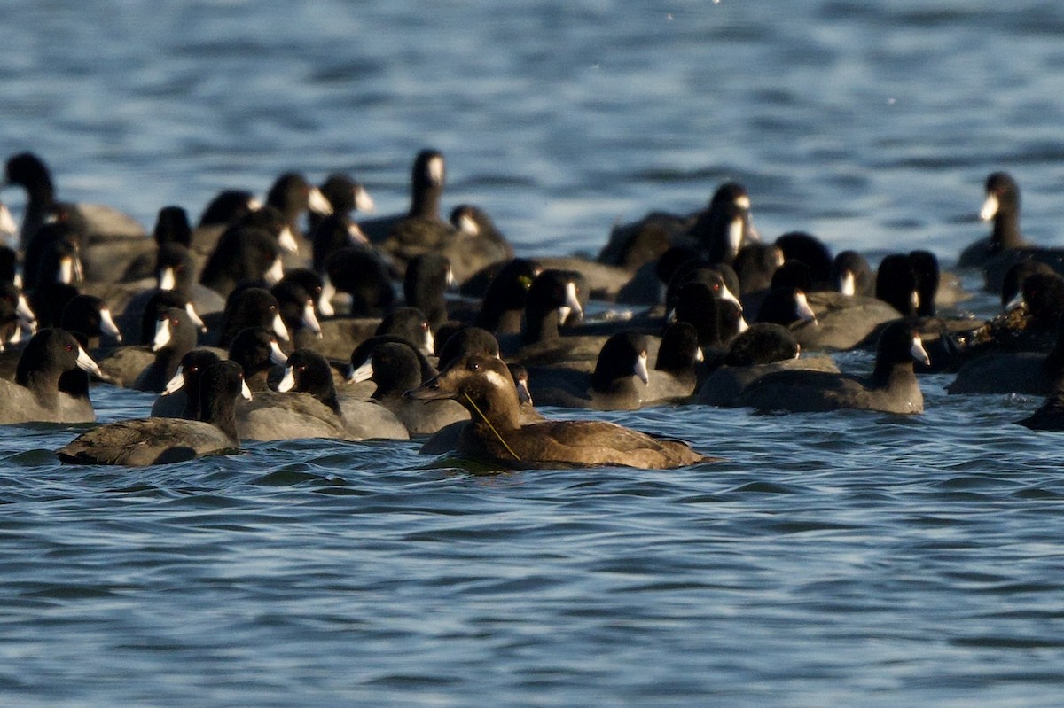 turpan kanadský - ML645746933