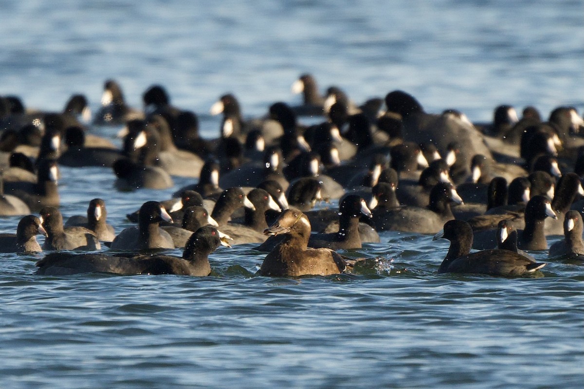 turpan kanadský - ML645746934