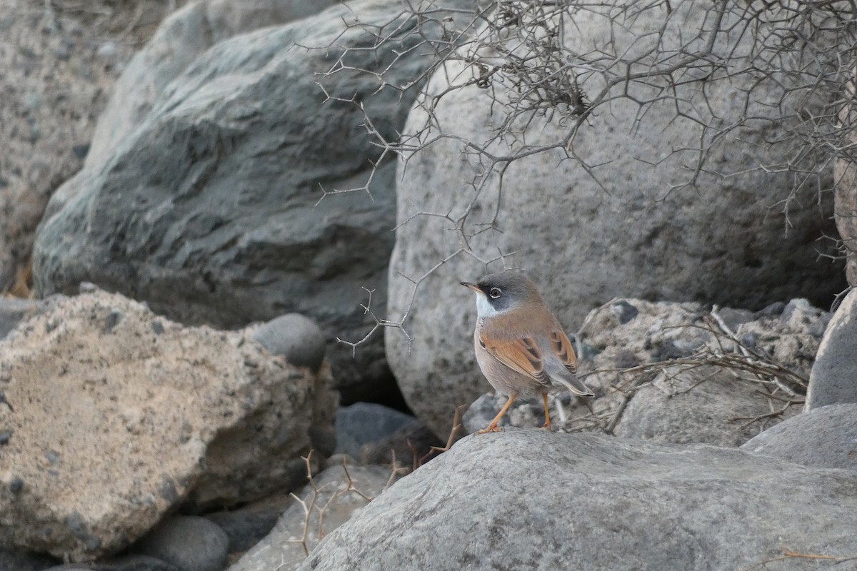 Spectacled Warbler - ML645746939