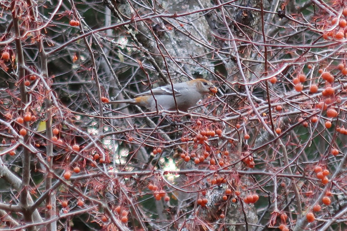 Tayga Çütresi - ML645746979