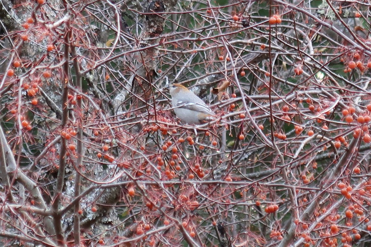 Tayga Çütresi - ML645746980