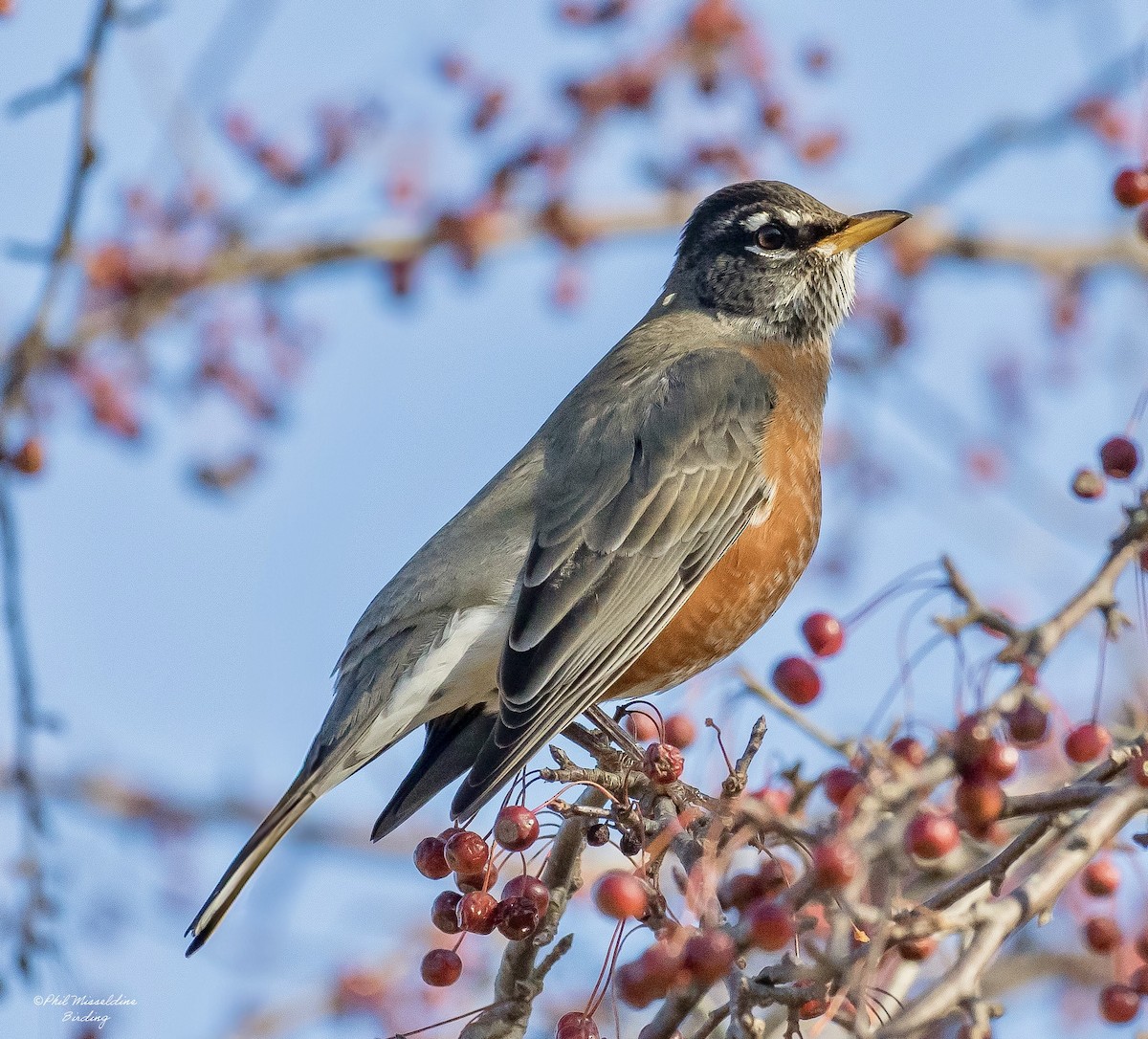 American Robin - ML645746985