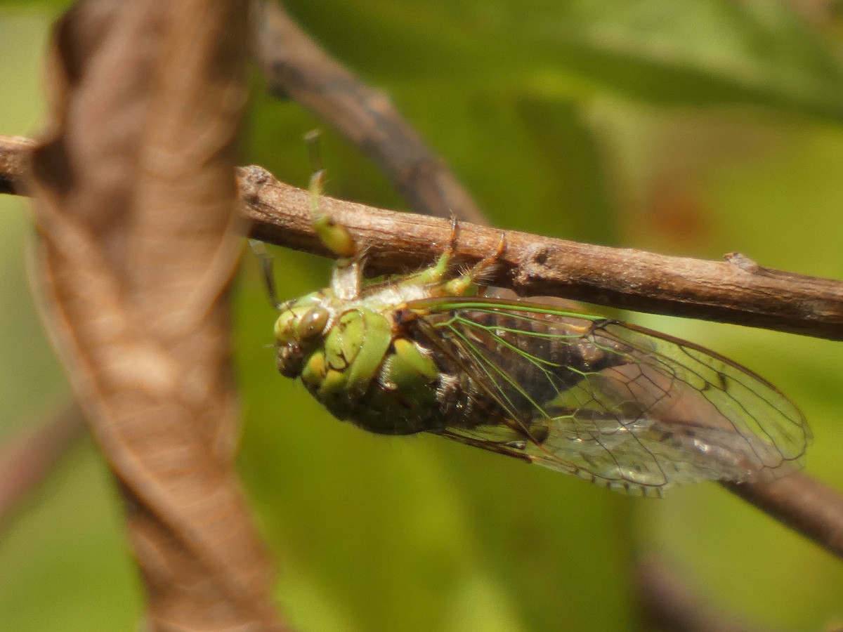 Insects - ML645746987