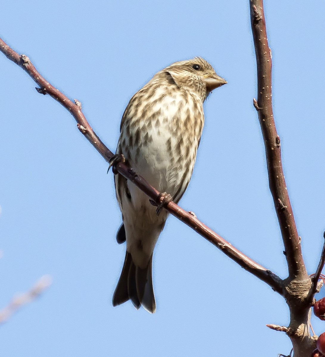 Purple Finch - ML645746989