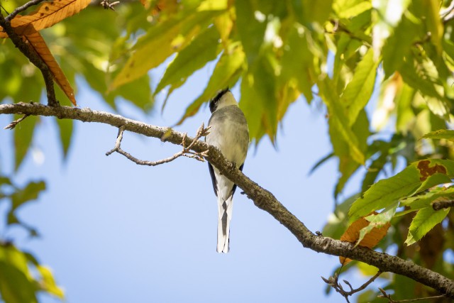 Ryukyu Minivet - ML645746990