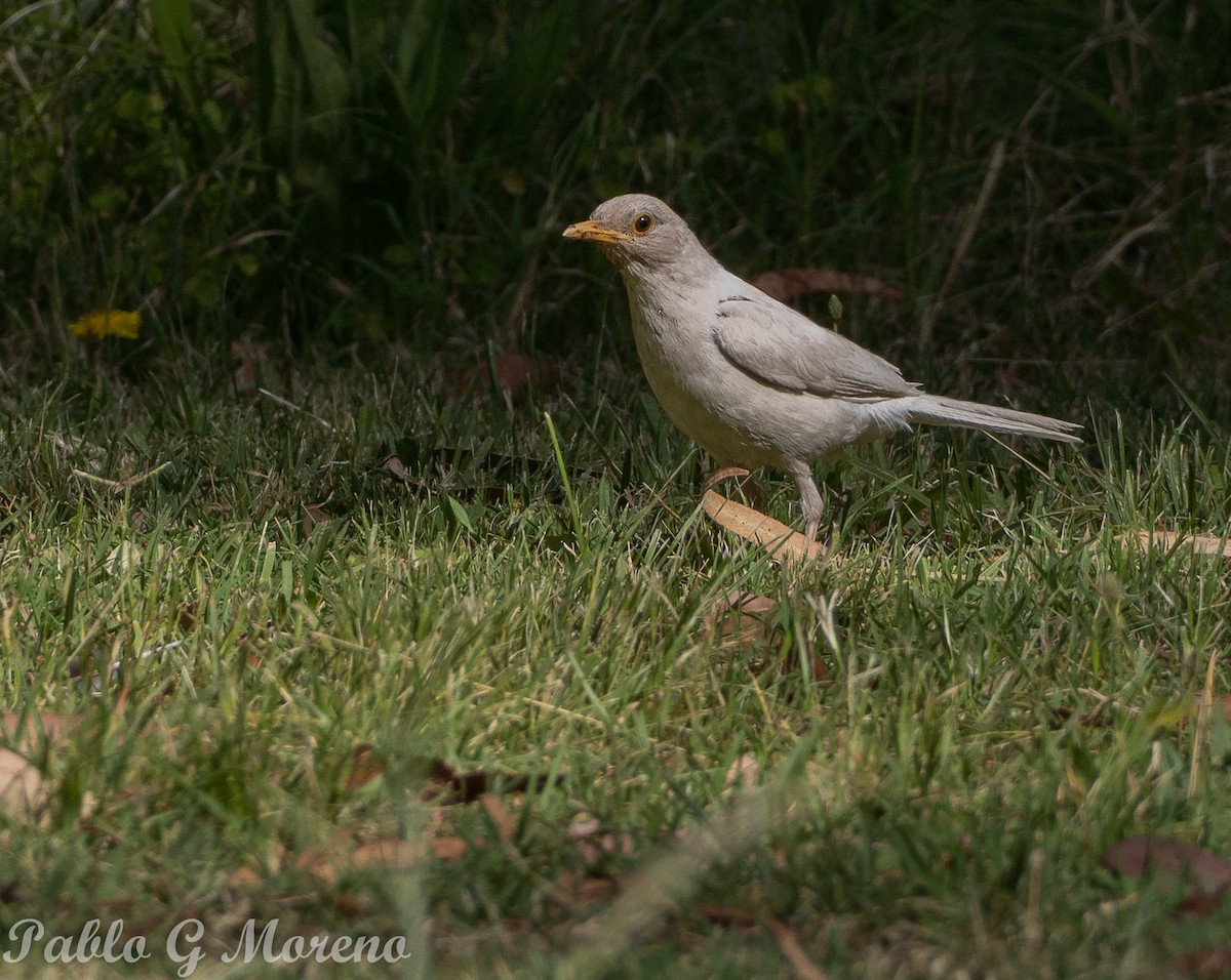 Rufous-bellied Thrush - ML645747008