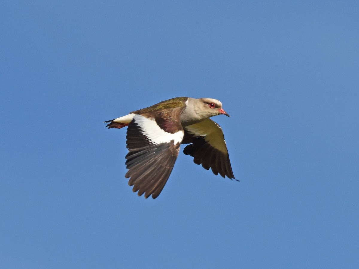 Andean Lapwing - ML645747009
