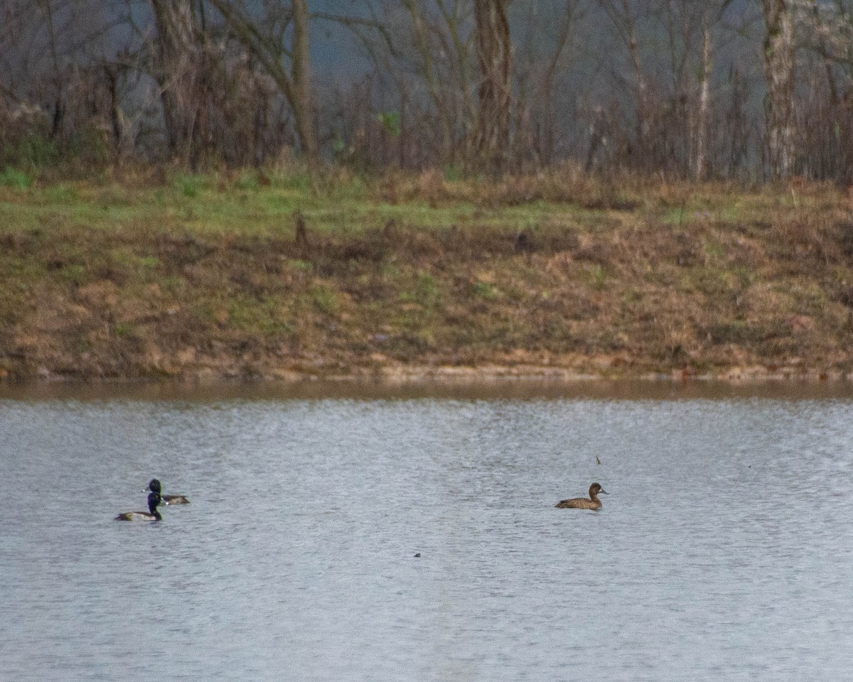 Lesser Scaup - ML645747010