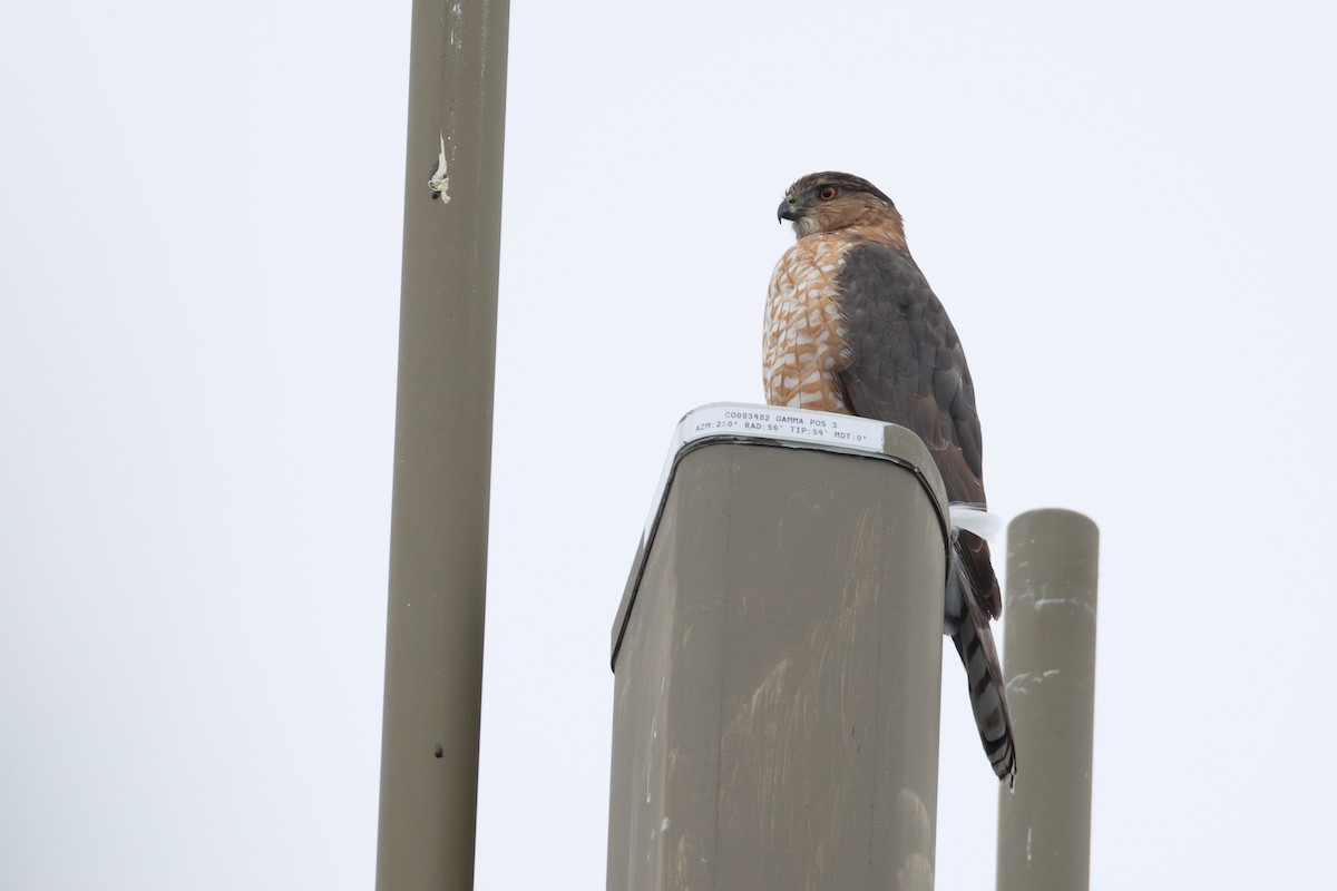 Cooper's Hawk - ML645747012