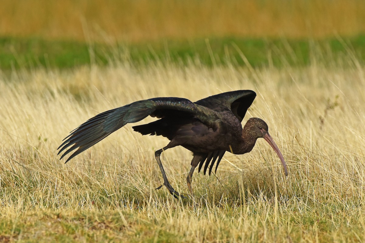 Puna Ibis - ML645747016