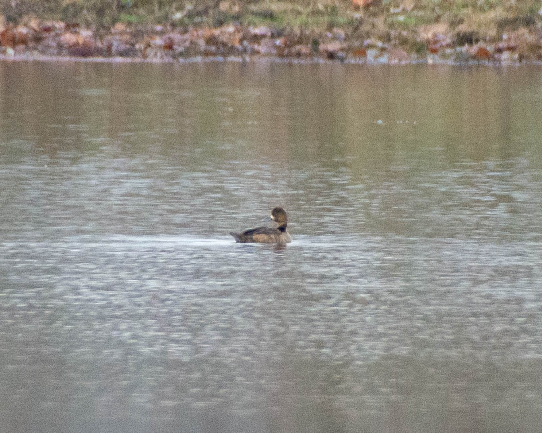 Lesser Scaup - ML645747025