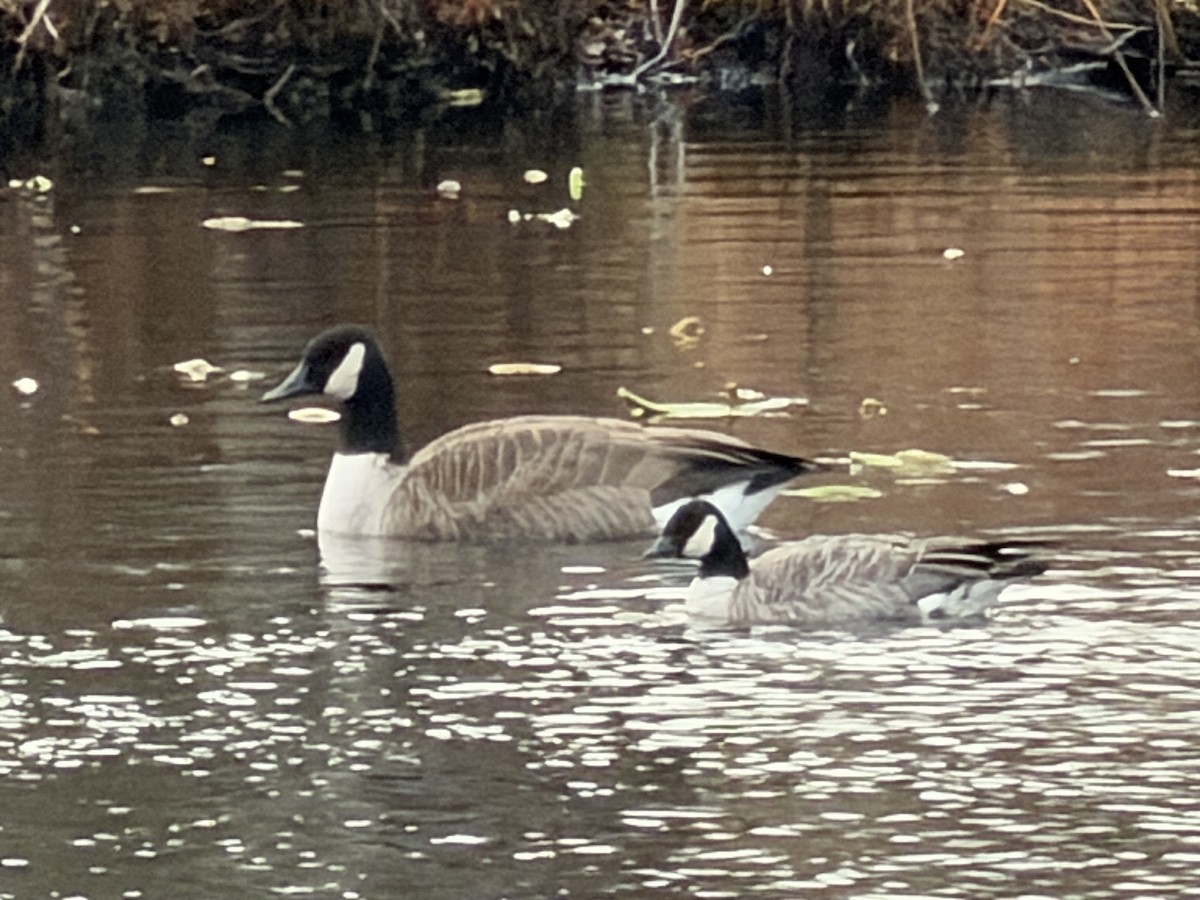 シジュウカラガン - ML645747043