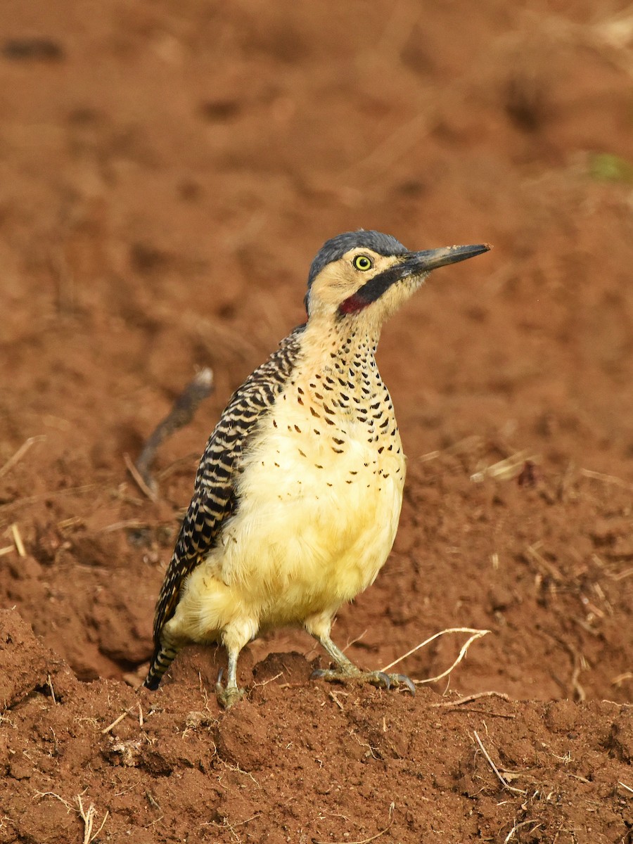 Andean Flicker (Southern) - ML645747046