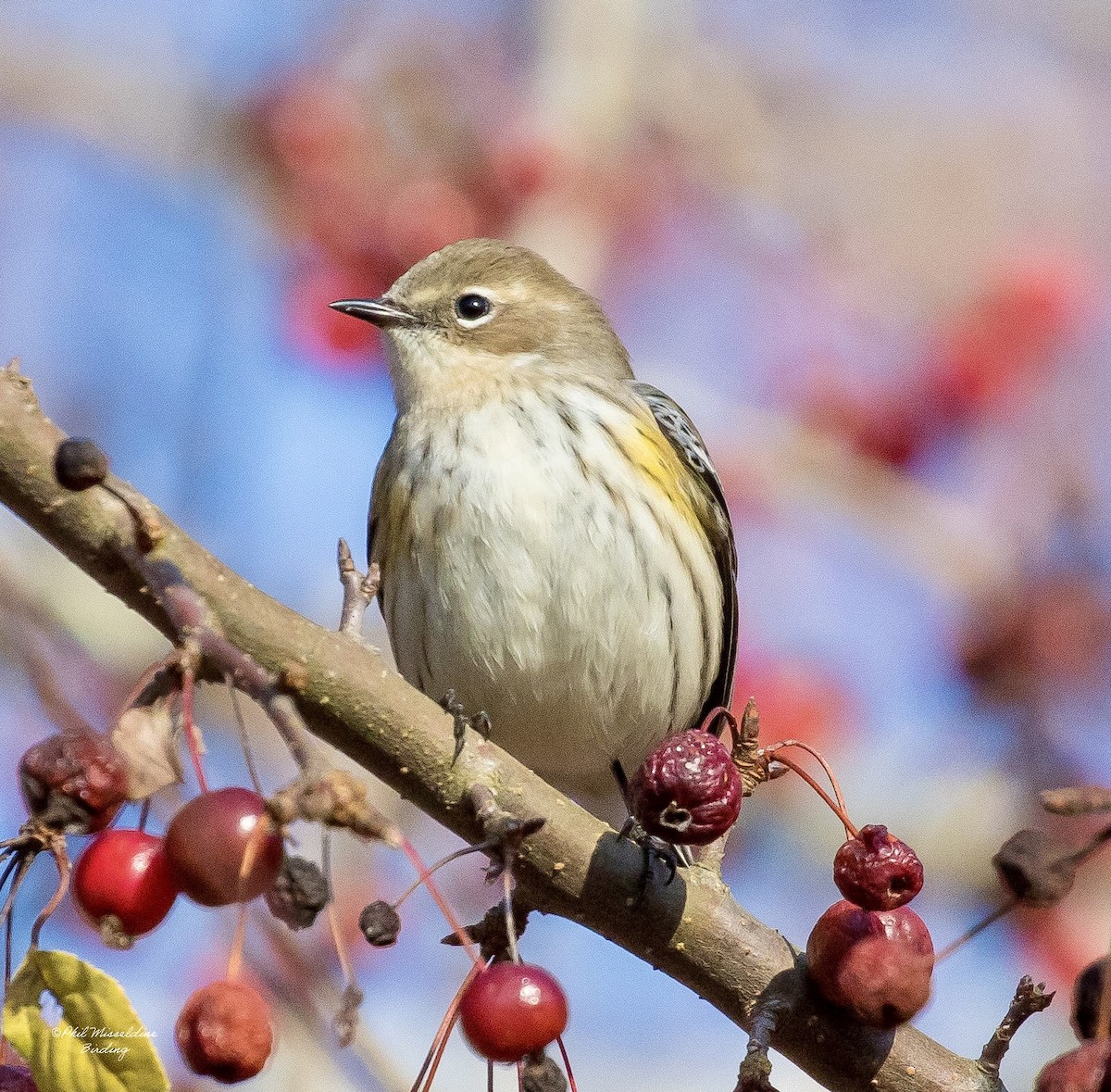 Yellow-rumped Warbler - ML645747050